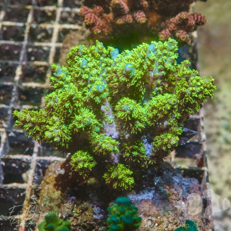 Acropora XL